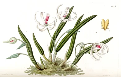 Leptotes bicolor